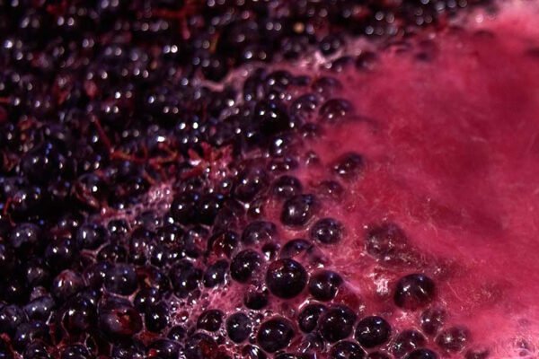 La vitivinicultura mira al exterior, con el mosto como punta de lanza: se duplicaron las exportaciones