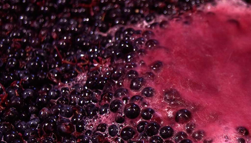 La vitivinicultura mira al exterior, con el mosto como punta de lanza: se duplicaron las exportaciones