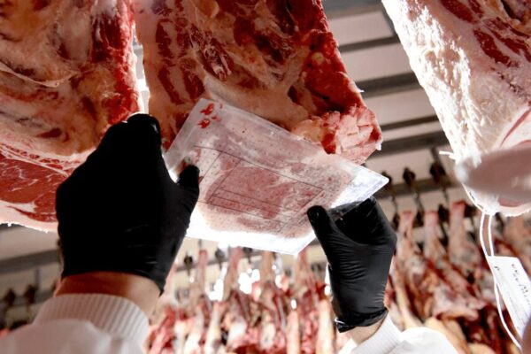 Tipificación bovina: modernizan y extienden un sistema clave para mejorar la calidad de la carne Tipificación bovina: modernizan y extienden un sistema clave para mejorar la calidad de la carne