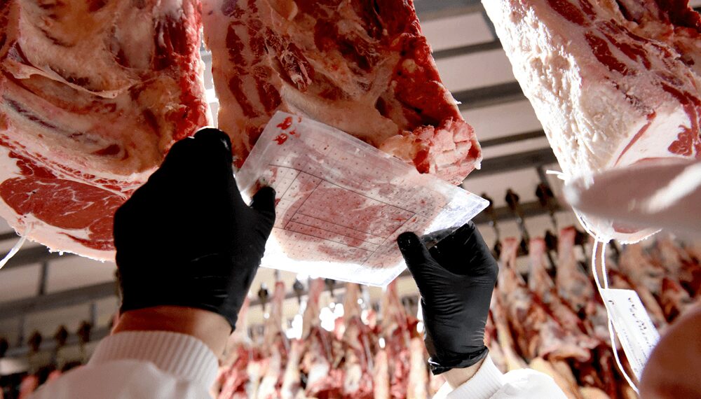 Tipificación bovina: modernizan y extienden un sistema clave para mejorar la calidad de la carne