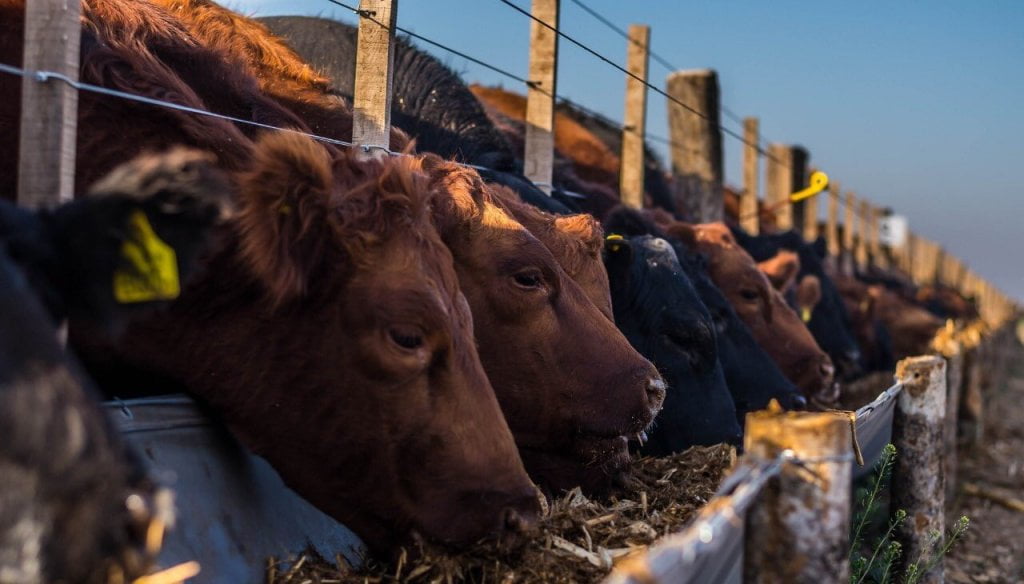 Los feedlots, entre un cambio de tendencia y una relación de precios que vuelve a desmejorar