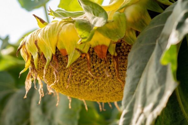 El girasol da luz a un “premio” con un nuevo híbrido de alto contenido oleico El girasol da luz a un “premio” con un nuevo híbrido de alto contenido oleico