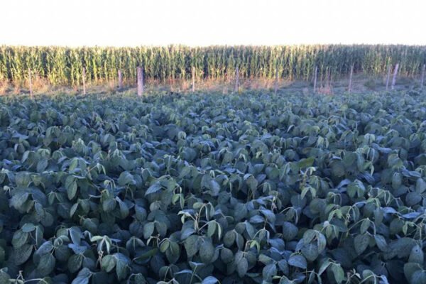 Qué diferencias existen entre las heladas blancas y negras y cómo prevenirlas