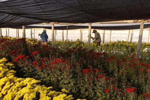 Con financiamiento internacional, impulsan proyectos de agricultura regenerativa en 5 provincias