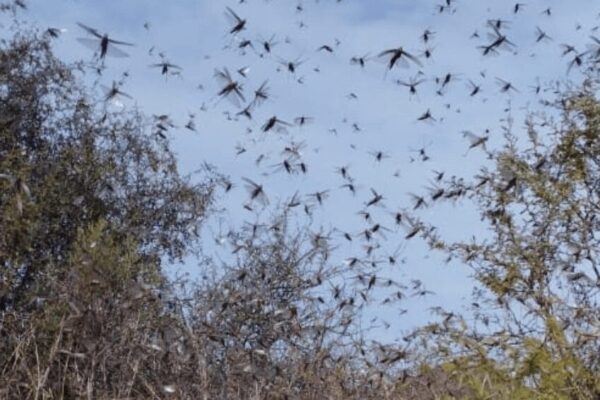 La plaga de langostas impresiona en Córdoba: el alivio es que están evitando los cultivos