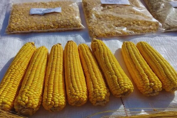 Crean una nueva variedad de maíz amarillo, ideal para elaborar harinas