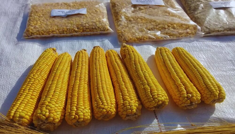 Crean una nueva variedad de maíz amarillo, ideal para elaborar harinas