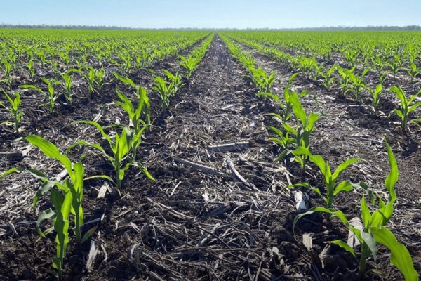 Hacer o no maíz, esa es la cuestión: “Persiste una gran incertidumbre”