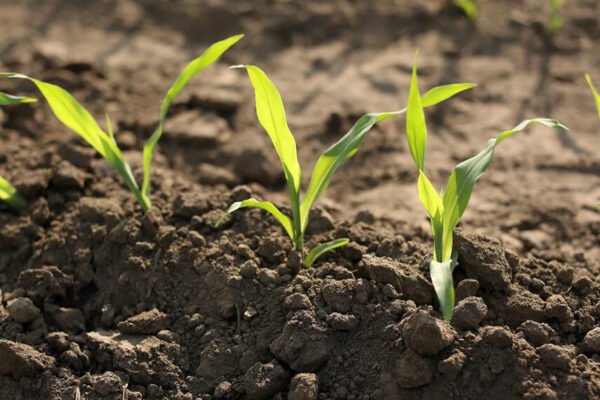 Un aumento del 11% en los rindes: reducir la huella de carbono también hace más sustentable el negocio