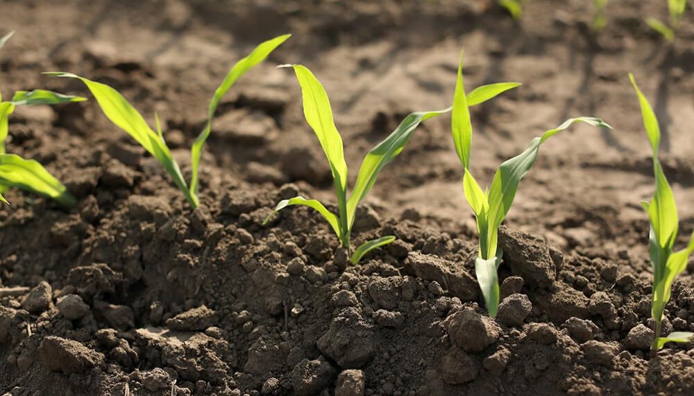 Un aumento del 11% en los rindes: reducir la huella de carbono también hace más sustentable el negocio