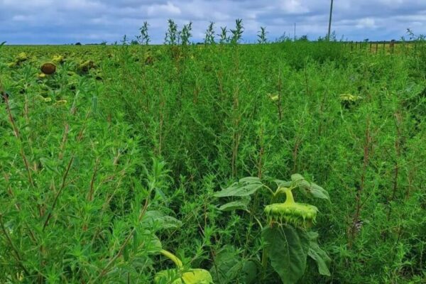 Malezas: desde el INTA La Pampa dan las principales claves para un manejo integrado