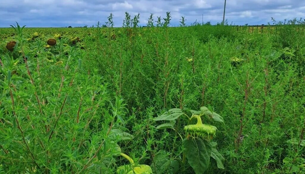Malezas: desde el INTA La Pampa dan las principales claves para un manejo integrado