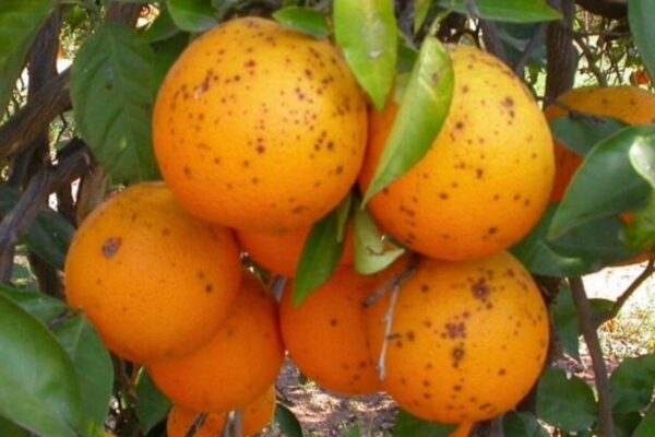 Mancha negra de los cítricos: desarrollan un sistema para detectarla de manera temprana y evitar daños graves