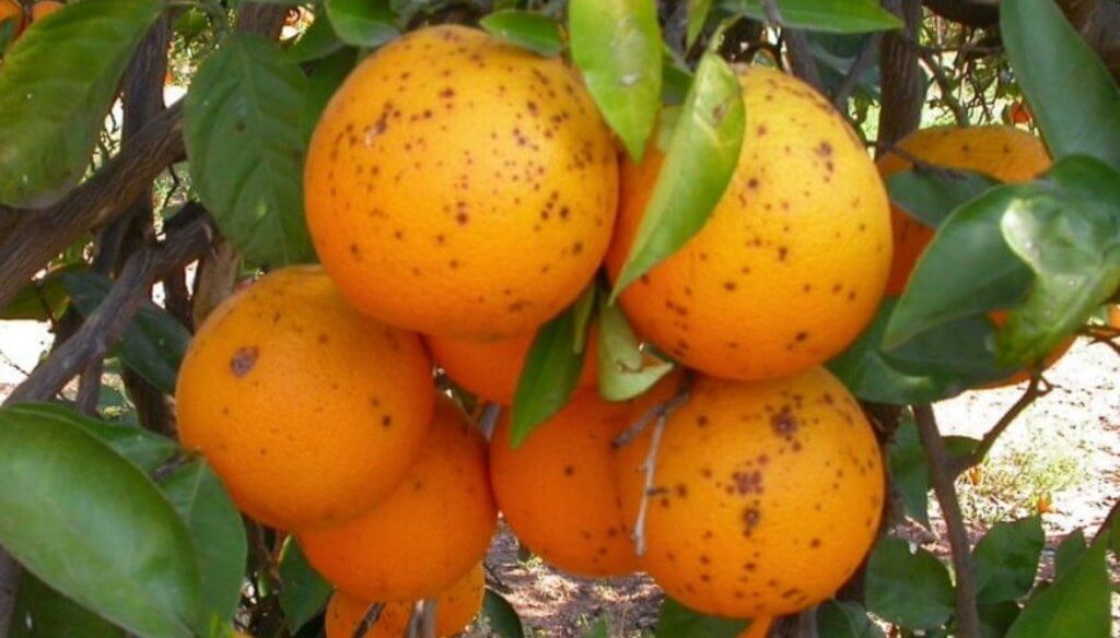 Mancha negra de los cítricos: desarrollan un sistema para detectarla de manera temprana y evitar daños graves