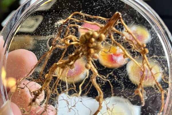 La coinoculación, una estrategia de triple propósito que gana adeptos en los lotes