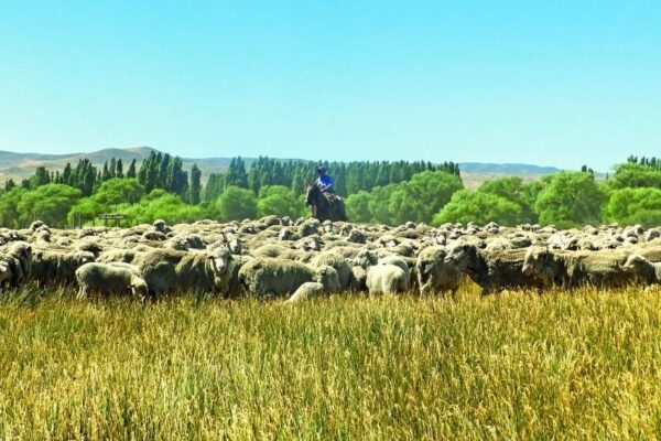 Ruralistas de la Patagonia reclamaron por el fin del Fondo Ovino, con duras críticas al Gobierno