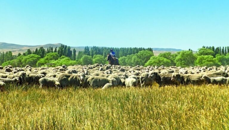 Ruralistas de la Patagonia reclamaron por el fin del Fondo Ovino, con duras críticas al Gobierno