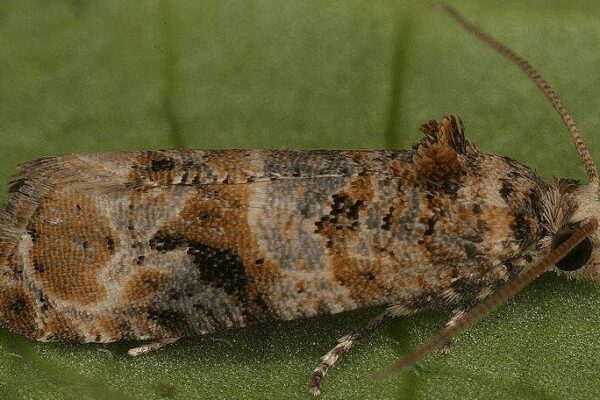 Preocupación en Cuyo: podrían faltar fondos para combatir la polilla de la vid