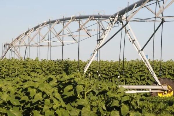 Casi 30 años de ensayos en el Inta Manfredi: con riego, los rendimientos aumentan hasta 115%