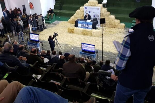 Aunque suben, los precios de la hacienda siguen retrasados: “Tendríamos que estar vendiendo en $ 3.000”