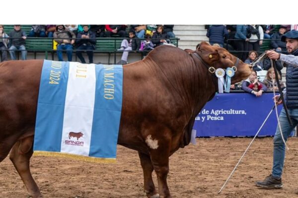 Con espíritu jesuita: la raza bovina que creó una Universidad Católica e hizo historia en Palermo