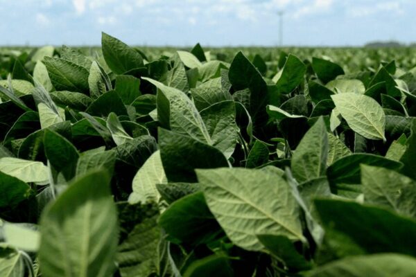 Brecha tecnológica: el partido que Argentina pierde con Brasil y le cuesta U$S 3.000 millones