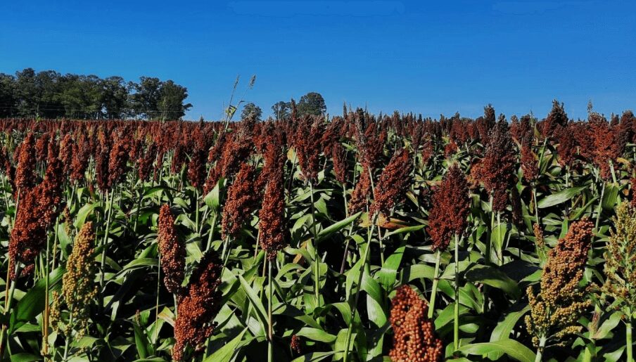 Un sorgo “potenciado” busca un nuevo salto productivo para la campaña 2024/25