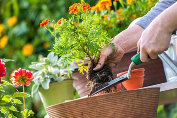 Cómo sacar las plantas de las macetas sin romperlas: guía completa y consejos prácticos