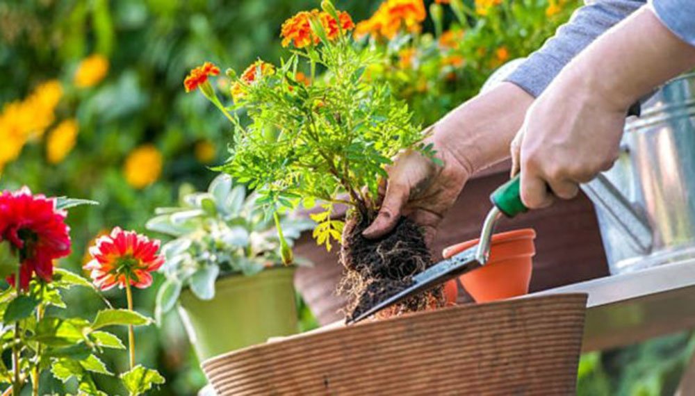 Cómo sacar las plantas de las macetas sin romperlas: guía completa y consejos prácticos