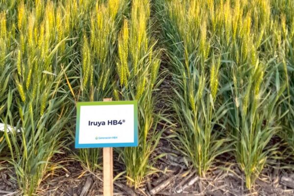 El Trigo HB4 logró la aprobación del USDA y se podrá sembrar también en Estados Unidos El Trigo HB4 logró la aprobación del USDA y se podrá sembrar también en Estados Unidos