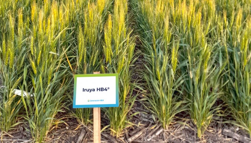 El Trigo HB4 logró la aprobación del USDA y se podrá sembrar también en Estados Unidos