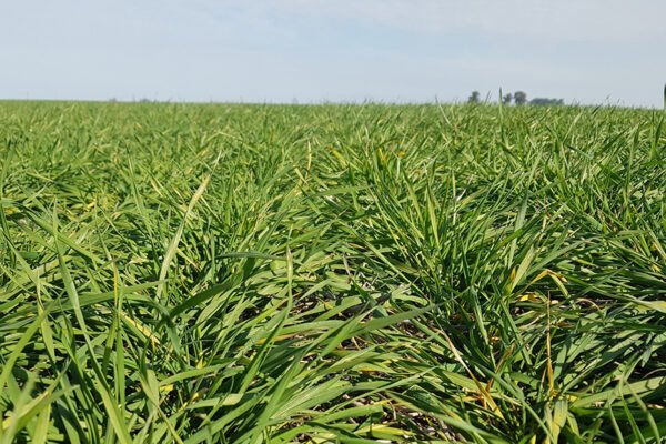 En macollaje, el trigo también incorpora el zinc y logra sumar kilos de cara a la cosecha