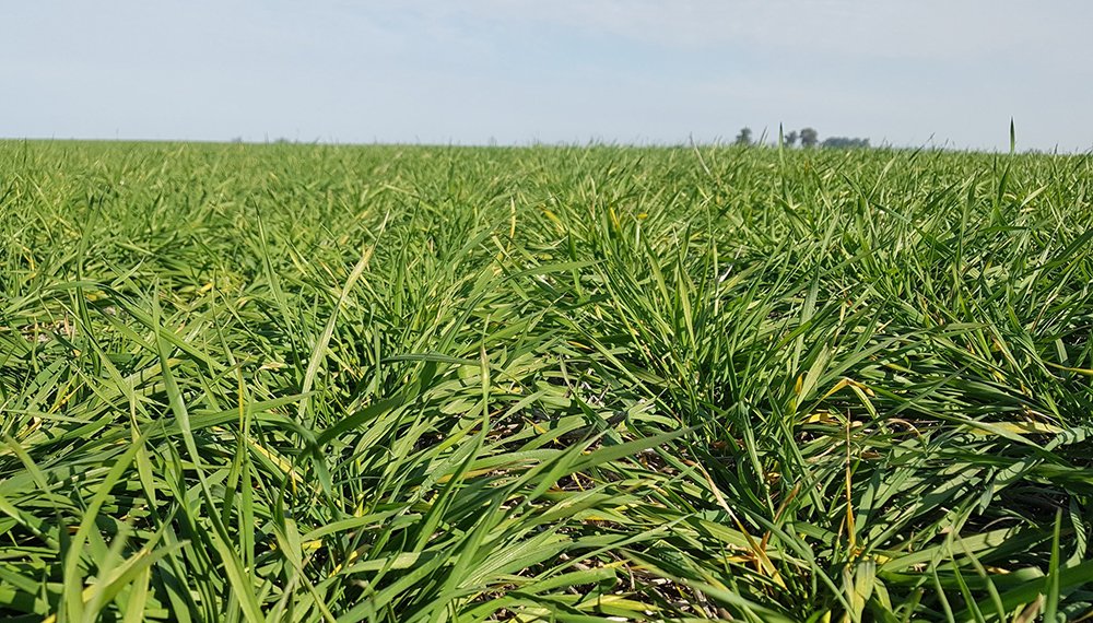 En macollaje, el trigo también incorpora el zinc y logra sumar kilos de cara a la cosecha