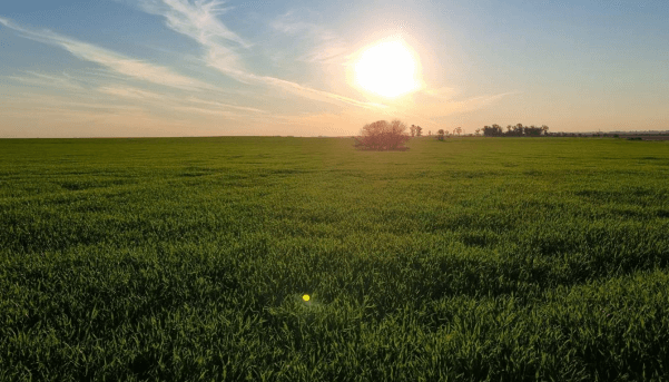 Panorama agrícola: terminó la cosecha de sorgo, el maíz 2024/25 da sus primeros pasos y el trigo está “latente”
