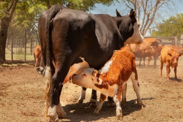 Vacunación bovina: el Senasa amplió el plan de control y erradicación de la brucelosis