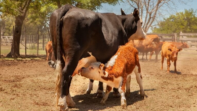 Vacunación bovina: el Senasa amplió el plan de control y erradicación de la brucelosis
