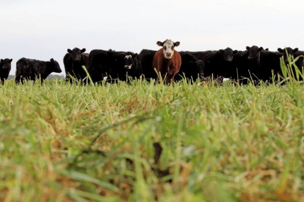 Una alerta que no cesa en la ganadería: sigue alta la faena de hembras y podría profundizarse
