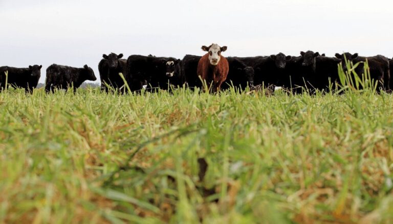 Una alerta que no cesa en la ganadería: sigue alta la faena de hembras y podría profundizarse
