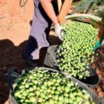 La previsión de producción de aceituna de mesa cae a 492.000 toneladas debido especialmente a un agosto seco