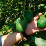 El Grupo Operativo GO ECOSKIN impulsa estrategias sostenibles de mejora de conservación de frutos subtropicales en Andalucía