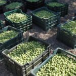 Guerra de precios por la aceituna de mesa: Asemesa emprende acciones judiciales contra las OPAs que piden un precio mínimo de 1,20€/kg Guerra de precios por la aceituna de mesa: Asemesa emprende acciones judiciales contra las OPAs que piden un precio mínimo de 1,20€/kg