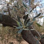 Piden una adaptación urgente de la PAC a la realidad productiva del olivar valenciano tras caer la cosecha de aceitunas un 68% en la Comunitat