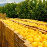Ailimpo estima un aforo de cosecha total de limón de 1.260.000 toneladas para la campaña 24/25, un 21% menos que la anterior
