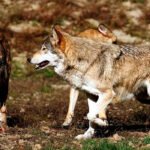 Lanzan una encuesta para analizar el conflicto entre el lobo ibérico y la ganadería en España y el impacto de la aversión condicionada
