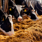 Soluciones al bajo precio del cereal en CyL: negar toda ayuda pública a los fabricantes de piensos que no compren en la región y que las cooperativas paguen más