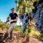 La vendimia termina en el sur y avanza en el resto de España con buena calidad de la uva y mucha tensión por los precios La vendimia termina en el sur y avanza en el resto de España con buena calidad de la uva y mucha tensión por los precios