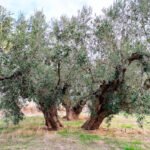Murcia celebra el Día Europeo de la Agricultura Ecológica superando el objetivo del Pacto Verde: ya alcanza el 30,7% de la superficie