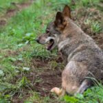 La UE acuerda rebajar la protección del lobo a únicamente «protegido» con el voto en contra de España y el enfado de los ganaderos nacionales
