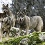 Exigen que España vote a favor del cambio de estatus de protección del lobo en la UE: «La ganadería española no puede esperar más»