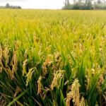 Prevén una cosecha de arroz «normal» en Cataluña, con 140 millones de kilos, después de un 2023 desastroso marcado por la sequía